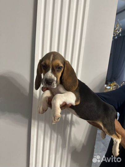 Щенки Бигль