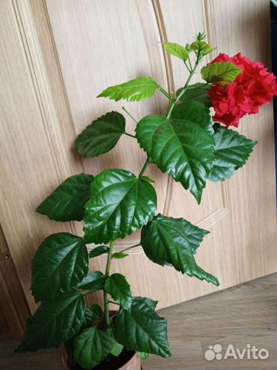 Гибискус красный махровый