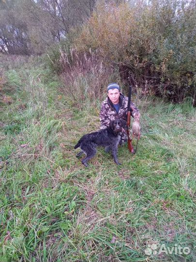 Дратхаар вязка