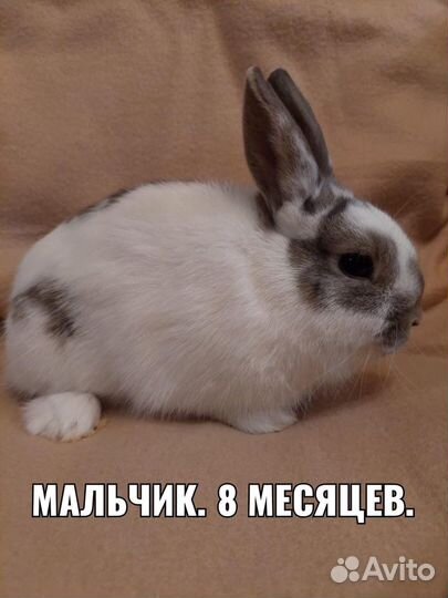 Декоративные и очень ручные кролики