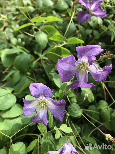 Клематисы мелкоцветковые