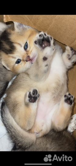 Котята золотая шиншилла