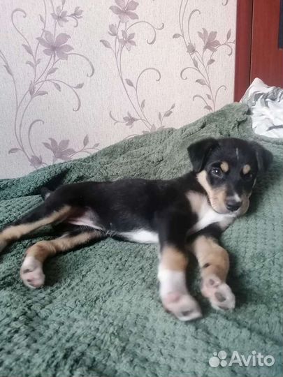 Щенок девочка в добрые руки