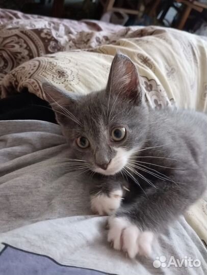 Котята в добрые руки бесплатно