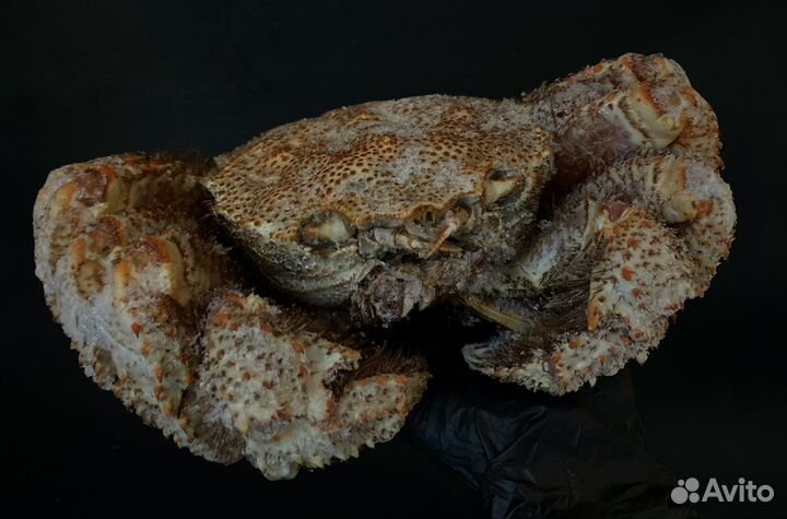 Краб волосатик