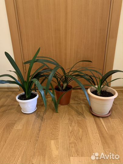 Кливия,цветы для школы