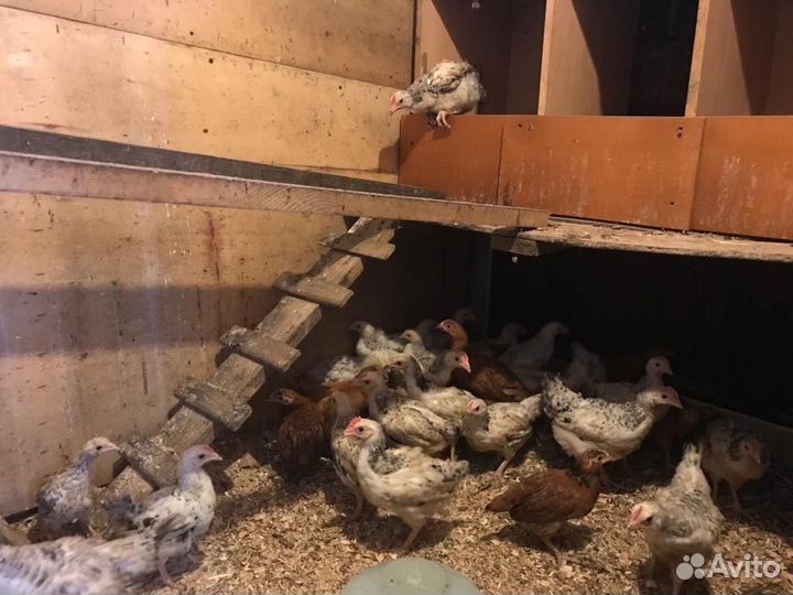 Куры молодки