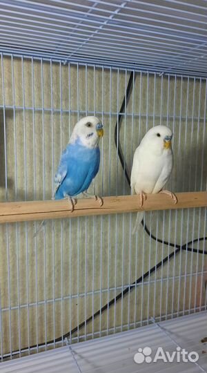 Попугай Корелла, птенцы ручные выкормыши