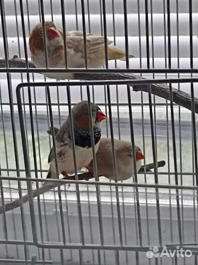 Зебровая крупная амадина