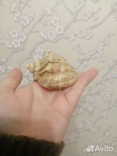 Маленькая ракушка со звуком моря