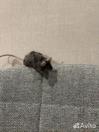 Декоративная мышка