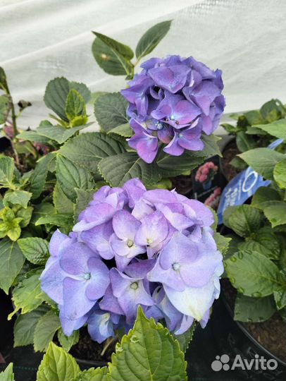 Гортензия Lady Mata Hari