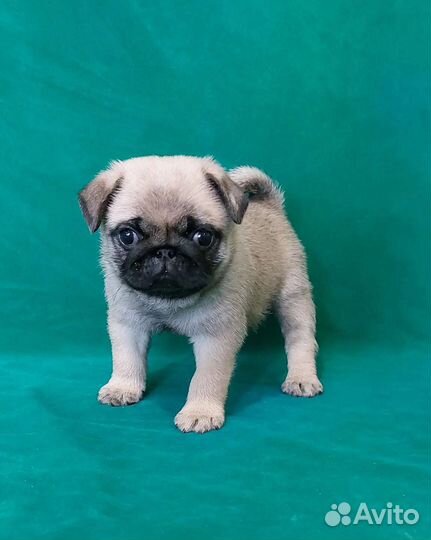 Мопсы, д.р. 21.06.2023г (бронирование)