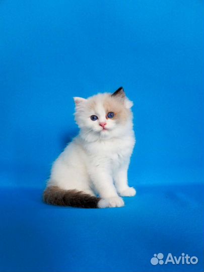 Котёнок Ragdoll Frederik от питомника