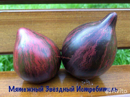 Семена томатов. (1)