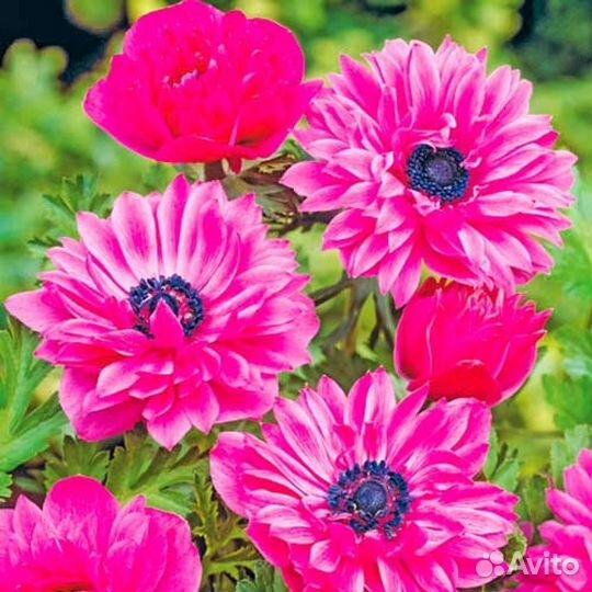 Анемоны много сортов,лилии,гладиолусы и др на поса