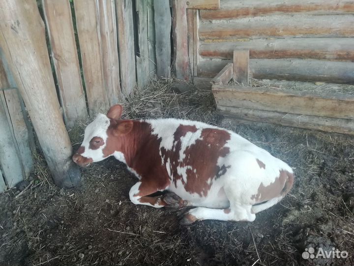 Корова дойная