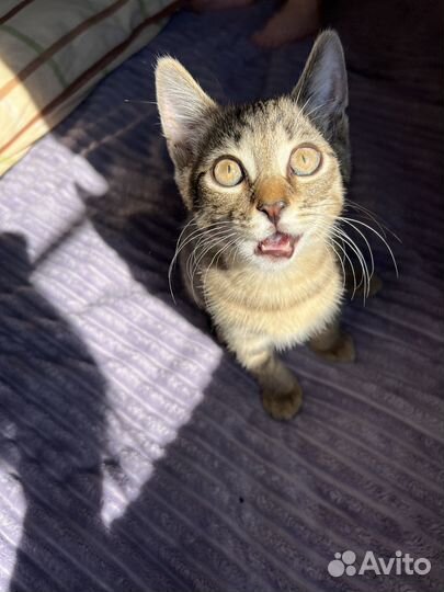 Кошка в дар бесплатно