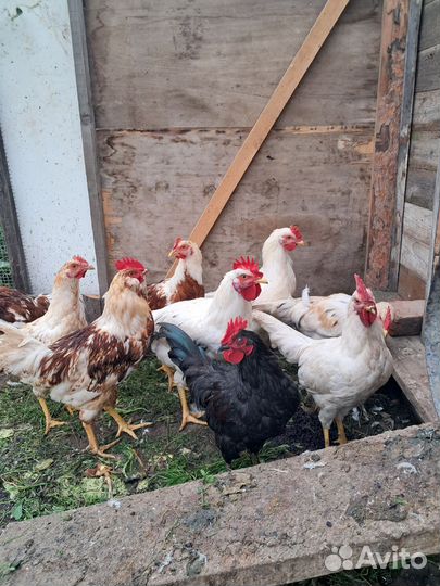 Молодые петушки