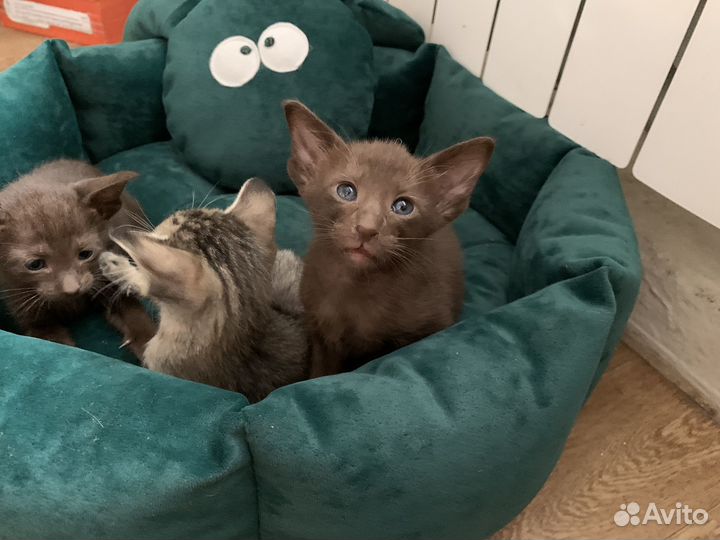 Ориентальные котята