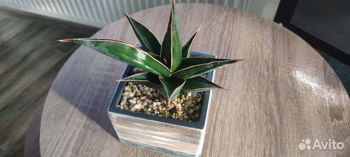 Сансевиерия сортовая