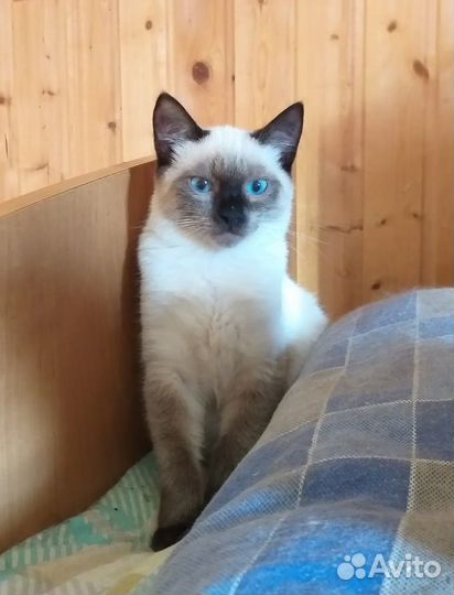 Сиамский котенок