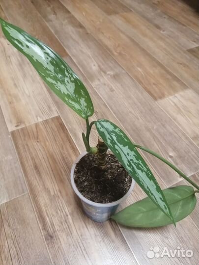 Аглаонема Трейба