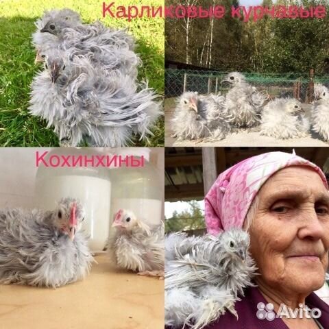 Кохинхины карликовые,Серама,Шамо,Бантам Ява