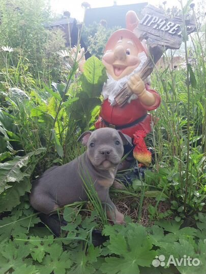 Американский булли