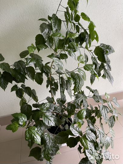 Продам цветы комнатные