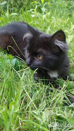 Кошечка 7 месяцев