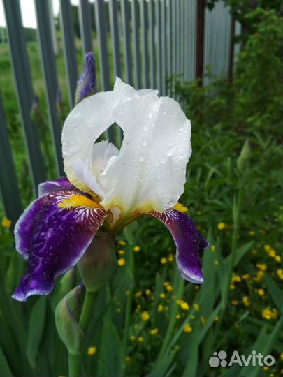 Растения цветы многолетние