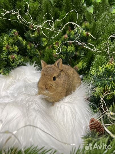 Мини кролик ручной