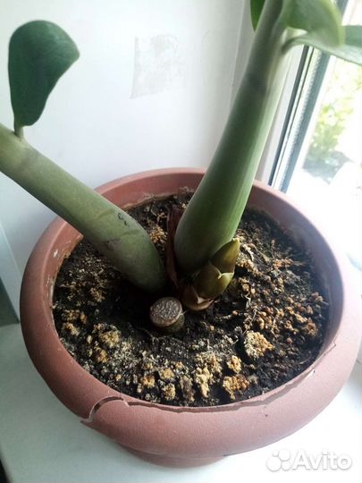 Замиокулькас