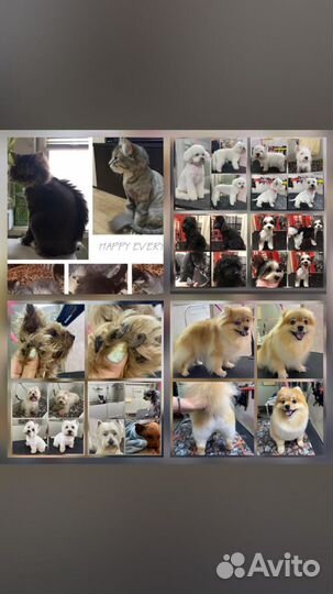 Стрижка собак и кошек