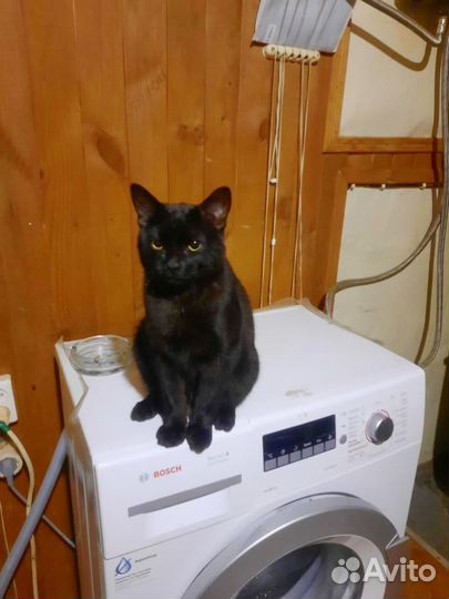 Кот в кустах в добрые руки бесплатно