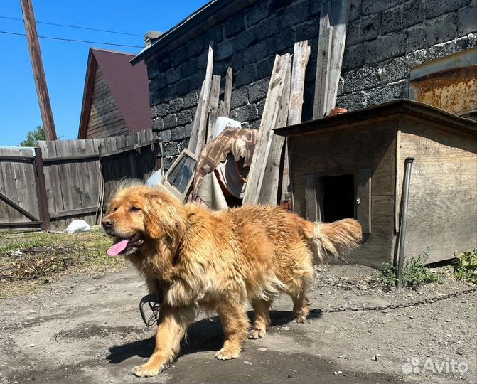 Отдам собаку в добрые руки