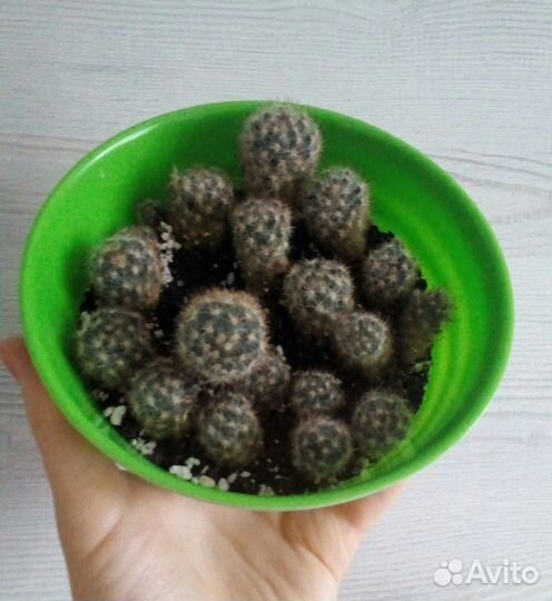 Кактусы