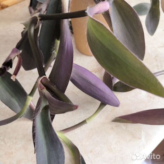 Рэо, Секретазия пурпурная