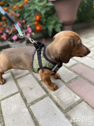 Продам шлейку для щенка/маленькой собачки