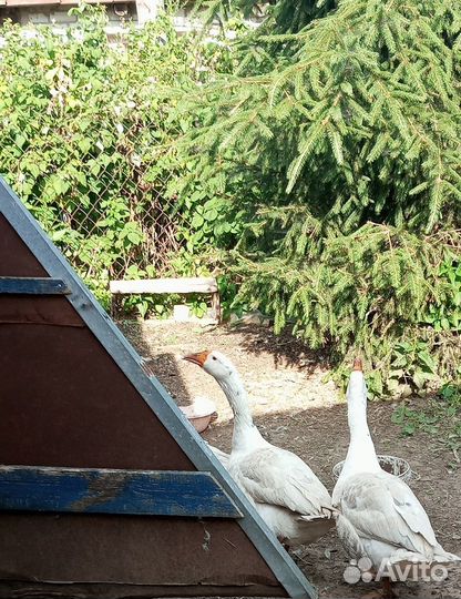 Семья гусей