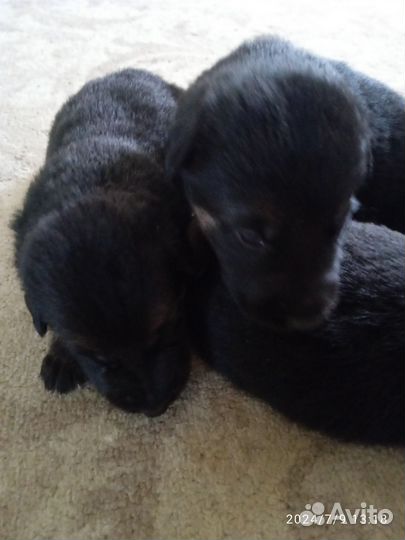 Щенки немецкой овчарки