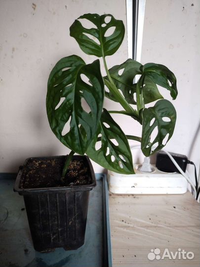 Монстера манки