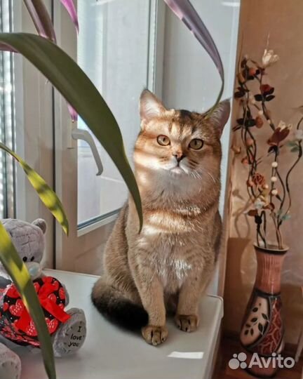 Продам котят