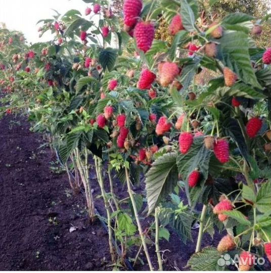 Ремонтантная малина