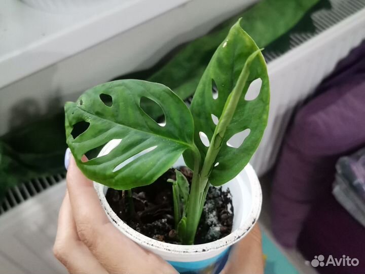 Монстера манки