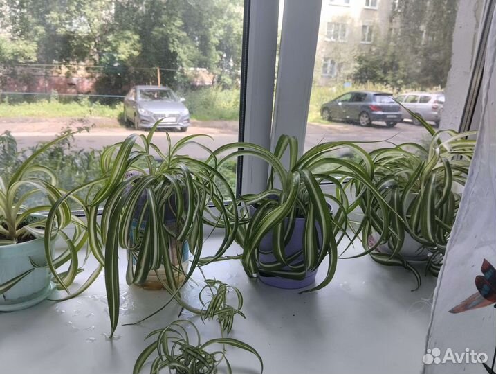 Хлорофитум кудрявый