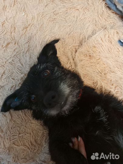 Собака компаньон