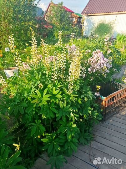 Многолетние дачные цветы