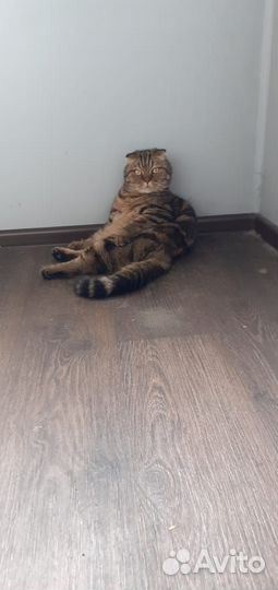 Кошки в добрые руки бесплатно